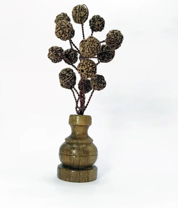 Charged Five Mukhi Nepali Rudraksha Tree